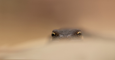 <i class='fa fa-user'></i>&nbsp;daan de vos&nbsp;|  Kleine Watersalamander&nbsp; <i class='fa fa-eye'>&nbsp;240</i> &nbsp;<i class='fa fa-thumbs-up'>&nbsp;19</i> &nbsp; <i class='fa fa-comment-o'>&nbsp;11</i>
