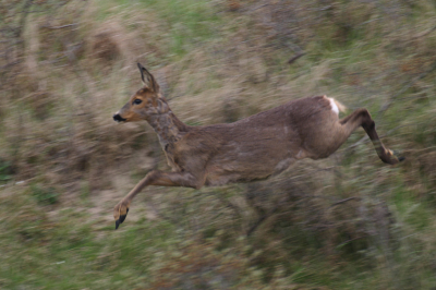Tijdens een van de vele duinwandelingen hoorde ik wat gekraak in een duindoorn struweel. Mijn vermoeden werd na vijf minuten wachten bevestigd. Het beest vluchtte vlak langs me heen. Ik kon een aantal foto's schieten, dit was de meest interessante. Even verder op nam ze (?) de tijd om eens te kijken voor wie of wat ze gevlucht was. 
Eos 300D, sigma 170-500; op iso 200, f5.6, 1/200, 372 mm