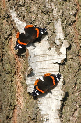 Twee zonnende Atalanta's