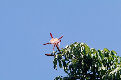 De watercacao is in Suriname een enorme boom van ruim 25 meter hoog die slechts weinig bloemen heeft die maar heel kort bloeien. Deze bloem is tijdens zonsopkomst opengegaan en net een half uur goed open en zit vol met bijen. Over een paar uur zal hij volledig verwelkt zijn.