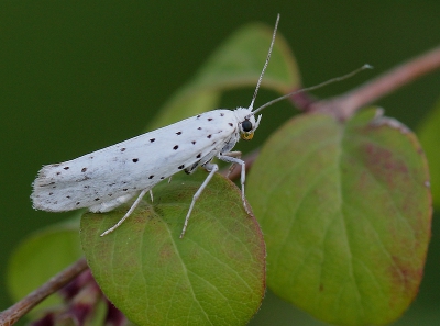 <i class='fa fa-user'></i>&nbsp;Ren�e de Kleijn&nbsp;|  Stippelmot sp.&nbsp; <i class='fa fa-eye'>&nbsp;117</i> &nbsp;<i class='fa fa-thumbs-up'>&nbsp;2</i> &nbsp; <i class='fa fa-comment-o'>&nbsp;6</i>
