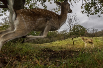 Toen ik half september al wat vooruit keek naar de damhertenbronst bedacht ik mij dat als ik net als voorgaande jaren naar dezelfde plek zou gaan met min of meer dezelfde dieren en dezelfde apparatuur, ik waarschijnlijk met soortgelijke foto's zou thuis komen. Dat wilde ik niet en daarom besloot ik te gaan experimenteren met 'wide angle wildlife photography'. Dus schafte ik een radio remote control aan en kocht ik bij de bouwmarkt geluidsisolerend schuim om daarmee een 'soft shell' sound blimp te maken die het geluid van de sluiter moest wegnemen en tegelijkertijd mijn camera moest camoufleren en beschermen tegen hoeven en/of geweislagen. 
Na vier weken voorbereidingstijd kon ik eindelijk mijn camera bij een bronstkuil leggen in de hoop afwijkende foto's te maken.
Terwijl ik zo'n 80 meter verderop bezig was met 'normale wildfotografie' hield ik met een schuin oog de bronstkuil in de gaten. Vier uur lang gebeurde er niets tot aan het begin van de middag er opeens volop activiteit was in de buurt van mijn camera. Twee hindes werden door twee dambokken van hot naar her gedreven. Toen een van de hindes in de buurt van mijn camera kwam, drukte ik af ... en was verbaasd toen ik aan het eind van de middag mijn camera ophaalde en deze foto zag.