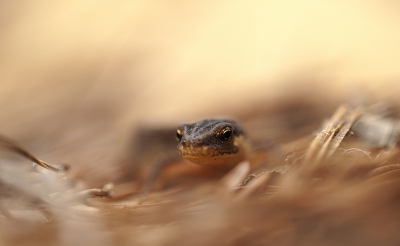<i class='fa fa-user'></i>&nbsp;Sam Dijkstra&nbsp;|  Kleine Watersalamander&nbsp; <i class='fa fa-eye'>&nbsp;176</i> &nbsp;<i class='fa fa-thumbs-up'>&nbsp;8</i> &nbsp; <i class='fa fa-comment-o'>&nbsp;12</i>