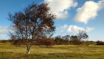 <i class='fa fa-user'></i>&nbsp;Ben Aalders&nbsp;|  Duinlandschap&nbsp; <i class='fa fa-eye'>&nbsp;87</i> &nbsp; <i class='fa fa-comment-o'>&nbsp;4</i>