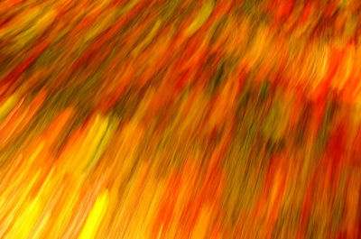 <i class='fa fa-user'></i>&nbsp;B.M.Schouten-Ruis&nbsp;|  Herfstbladeren aan een boom&nbsp; <i class='fa fa-eye'>&nbsp;228</i> &nbsp;<i class='fa fa-thumbs-up'>&nbsp;8</i> &nbsp; <i class='fa fa-comment-o'>&nbsp;9</i>