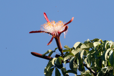 Een watercacao plantje van hoogstens 30 cm hoog kopen we in Nederland in het tuincentrum. In Suriname is het een boom van ruim 30 meter hoog die slechts weinig bloemen geeft die dan na 2 uur alweer volledig verwelkt zijn. Deze is opengegaan bij zonsopkomst en pas net open.