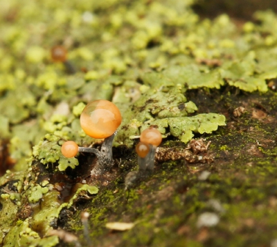 <i class='fa fa-user'></i>&nbsp;Willy&nbsp;|  Stilbocrea gracilipes&nbsp; <i class='fa fa-eye'>&nbsp;137</i> &nbsp;<i class='fa fa-thumbs-up'>&nbsp;2</i> &nbsp; <i class='fa fa-comment-o'>&nbsp;2</i>