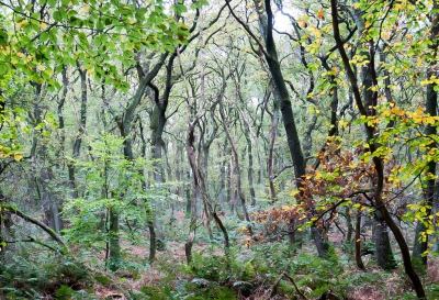 <i class='fa fa-user'></i>&nbsp;Henk van den Born&nbsp;|  Nazomer in het bos&nbsp; <i class='fa fa-eye'>&nbsp;141</i> &nbsp;<i class='fa fa-thumbs-up'>&nbsp;1</i> &nbsp; <i class='fa fa-comment-o'>&nbsp;7</i>