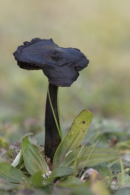 <i class='fa fa-user'></i>&nbsp;danny.declercq&nbsp;|  Zwartwordende Wasplaat&nbsp; <i class='fa fa-eye'>&nbsp;136</i> &nbsp;<i class='fa fa-thumbs-up'>&nbsp;3</i> &nbsp; <i class='fa fa-comment-o'>&nbsp;6</i>