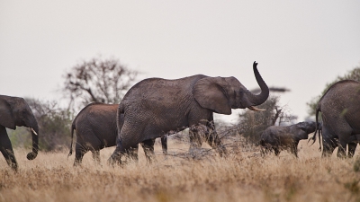 <i class='fa fa-user'></i>&nbsp;peter wijn&nbsp;|  Afrikaanse Olifant&nbsp; <i class='fa fa-eye'>&nbsp;203</i> &nbsp; <i class='fa fa-comment-o'>&nbsp;9</i>