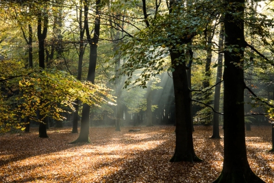 Het zonnetje brak door en het zonlicht was heel mooi te zien door de bomen. De foto is gemaakt met een polarisatiefilter.