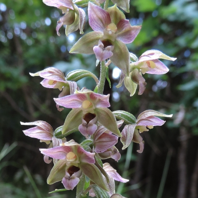 <i class='fa fa-user'></i>&nbsp;A. Soeting&nbsp;|  Brede Wespenorchis&nbsp; <i class='fa fa-eye'>&nbsp;128</i> &nbsp; <i class='fa fa-comment-o'>&nbsp;4</i>