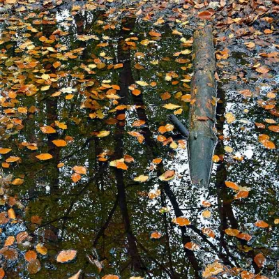 <i class='fa fa-user'></i>&nbsp;kooyammers&nbsp;|  Herfst !&nbsp; <i class='fa fa-eye'>&nbsp;156</i> &nbsp; <i class='fa fa-comment-o'>&nbsp;6</i>