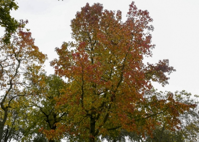 <i class='fa fa-user'></i>&nbsp;momo&nbsp;|  Herfst&nbsp; <i class='fa fa-eye'>&nbsp;119</i> &nbsp;<i class='fa fa-thumbs-up'>&nbsp;1</i> &nbsp; <i class='fa fa-comment-o'>&nbsp;2</i>