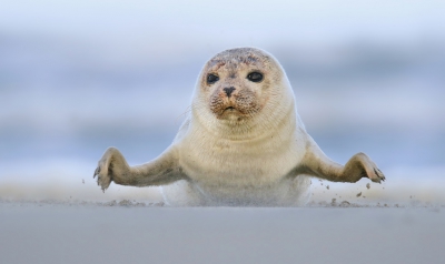 <i class='fa fa-user'></i>&nbsp;thijsglastra&nbsp;|  Gewone Zeehond&nbsp; <i class='fa fa-eye'>&nbsp;503</i> &nbsp;<i class='fa fa-thumbs-up'>&nbsp;27</i> &nbsp; <i class='fa fa-comment-o'>&nbsp;17</i>