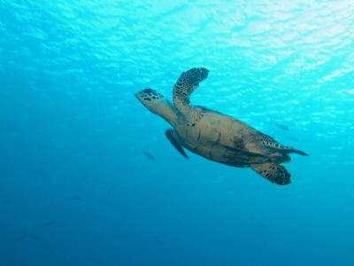 <i class='fa fa-user'></i>&nbsp;Vincent Rijnbende&nbsp;|  Groene Zeeschildpad of Soepschildpad&nbsp; <i class='fa fa-eye'>&nbsp;151</i> &nbsp;<i class='fa fa-thumbs-up'>&nbsp;2</i> &nbsp; <i class='fa fa-comment-o'>&nbsp;2</i>