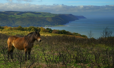 <i class='fa fa-user'></i>&nbsp;Nel R&nbsp;|  Exmoorpony&nbsp; <i class='fa fa-eye'>&nbsp;225</i> &nbsp;<i class='fa fa-thumbs-up'>&nbsp;5</i> &nbsp; <i class='fa fa-comment-o'>&nbsp;12</i>