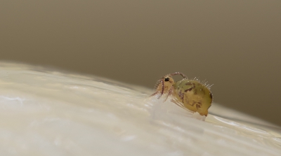 <i class='fa fa-user'></i>&nbsp;daan de vos&nbsp;|  Dicyrtomina ornata&nbsp; <i class='fa fa-eye'>&nbsp;139</i> &nbsp;<i class='fa fa-thumbs-up'>&nbsp;3</i> &nbsp; <i class='fa fa-comment-o'>&nbsp;4</i>