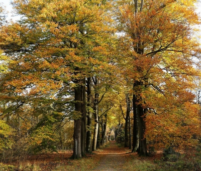 <i class='fa fa-user'></i>&nbsp;Ben Aalders&nbsp;|  Herfstkleuren&nbsp; <i class='fa fa-eye'>&nbsp;161</i> &nbsp;<i class='fa fa-thumbs-up'>&nbsp;4</i> &nbsp; <i class='fa fa-comment-o'>&nbsp;5</i>