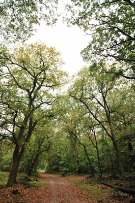 <i class='fa fa-user'></i>&nbsp;Vincent Rijnbende&nbsp;|  Herfstbos&nbsp; <i class='fa fa-eye'>&nbsp;95</i> &nbsp; <i class='fa fa-comment-o'>&nbsp;0</i>