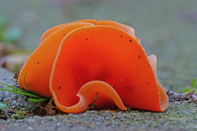 <i class='fa fa-user'></i>&nbsp;David Ruijs&nbsp;|  Grote Oranje Bekerzwam&nbsp; <i class='fa fa-eye'>&nbsp;150</i> &nbsp;<i class='fa fa-thumbs-up'>&nbsp;2</i> &nbsp; <i class='fa fa-comment-o'>&nbsp;3</i>