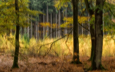 <i class='fa fa-user'></i>&nbsp;nelappelmelk&nbsp;|  Herfstimpressie&nbsp; <i class='fa fa-eye'>&nbsp;182</i> &nbsp;<i class='fa fa-thumbs-up'>&nbsp;3</i> &nbsp; <i class='fa fa-comment-o'>&nbsp;2</i>