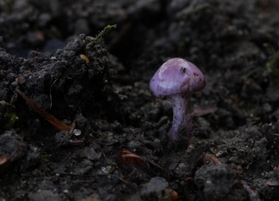 Lila Satijnvezelkop volgens de app.
Op wat kale grond onder een rij oude Beuken groeiden meerdere van deze uiterst kleine paddenstoelen. De lengte schat ik achteraf op zo'n 1,5 centimeter.
 De bodem was wat vochtig dus echt schoon kwam ik niet thuis. 
 Gefotografeerd vanaf een platte rijstzak op de grond. Met dank aan Hans Adema voor het destijds aanduiden van de groep waartoe deze zwam behoort. Nadere determinatie is vanaf een (zo'n) foto niet te doen, alsus Hans.