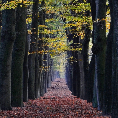 <i class='fa fa-user'></i>&nbsp;Bert Veerman&nbsp;|  Herfst laantje&nbsp; <i class='fa fa-eye'>&nbsp;179</i> &nbsp; <i class='fa fa-comment-o'>&nbsp;5</i>
