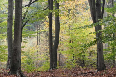 <i class='fa fa-user'></i>&nbsp;boerke&nbsp;|  Herfstkleuren&nbsp; <i class='fa fa-eye'>&nbsp;134</i> &nbsp;<i class='fa fa-thumbs-up'>&nbsp;2</i> &nbsp; <i class='fa fa-comment-o'>&nbsp;6</i>