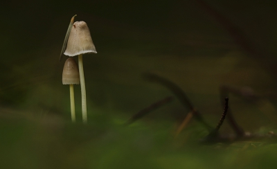 <i class='fa fa-user'></i>&nbsp;Pieter  LJ&nbsp;|  Dennenkleefsteelmycena&nbsp; <i class='fa fa-eye'>&nbsp;133</i> &nbsp;<i class='fa fa-thumbs-up'>&nbsp;1</i> &nbsp; <i class='fa fa-comment-o'>&nbsp;3</i>