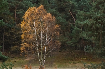 <i class='fa fa-user'></i>&nbsp;Geert-Jan&nbsp;|  Herfstkleuren&nbsp; <i class='fa fa-eye'>&nbsp;112</i> &nbsp; <i class='fa fa-comment-o'>&nbsp;4</i>