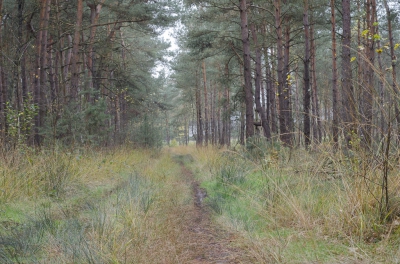 <i class='fa fa-user'></i>&nbsp;Bert Veerman&nbsp;|  Vochtig gemengd bos&nbsp; <i class='fa fa-eye'>&nbsp;162</i> &nbsp; <i class='fa fa-comment-o'>&nbsp;5</i>
