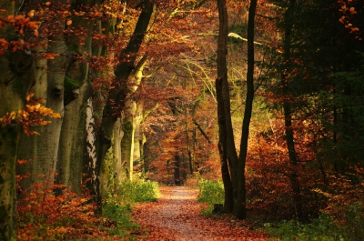 <i class='fa fa-user'></i>&nbsp;B.M.Schouten-Ruis&nbsp;|  Kleurrijke herfst&nbsp; <i class='fa fa-eye'>&nbsp;328</i> &nbsp;<i class='fa fa-thumbs-up'>&nbsp;18</i> &nbsp; <i class='fa fa-comment-o'>&nbsp;19</i>