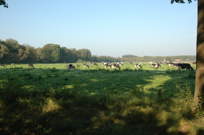 Op deze prachtige woensdagochtend zomaar koeien in de wei.