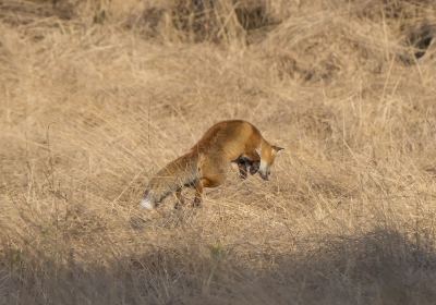 een vos in het wild zien is op zich al een belevenis maar deze spotte ik net toen hij op jacht naar een lekkere muis o.i.d. was en ik kon hem vast leggen net toen hij in het gras sprong