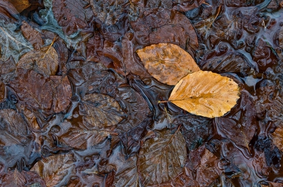 <i class='fa fa-user'></i>&nbsp;Johan van Gurp&nbsp;|  Natte herfst&nbsp; <i class='fa fa-eye'>&nbsp;87</i> &nbsp;<i class='fa fa-thumbs-up'>&nbsp;1</i> &nbsp; <i class='fa fa-comment-o'>&nbsp;3</i>