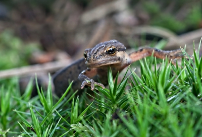 <i class='fa fa-user'></i>&nbsp;Hillebrand Keun&nbsp;|  Kleine Watersalamander&nbsp; <i class='fa fa-eye'>&nbsp;145</i> &nbsp;<i class='fa fa-thumbs-up'>&nbsp;1</i> &nbsp; <i class='fa fa-comment-o'>&nbsp;1</i>