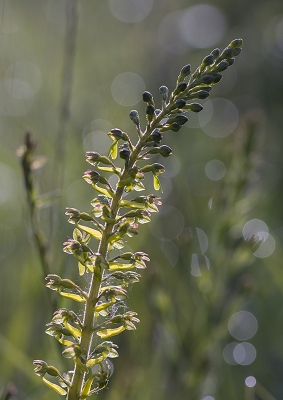 <i class='fa fa-user'></i>&nbsp;Mignon-Creative&nbsp;|  Grote Keverorchis&nbsp; <i class='fa fa-eye'>&nbsp;117</i> &nbsp;<i class='fa fa-thumbs-up'>&nbsp;2</i> &nbsp; <i class='fa fa-comment-o'>&nbsp;8</i>