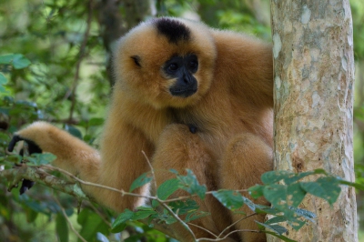 n van de hoofddoelen tijdens onze reis naar Vietnam, de Yellow Cheeked Gibbon! Wat een prachtaap!

Wat een genot om deze ontzettend snelle apen vroeg in de ochtend te horen zingen en vervolgens uren te kunnen observeren in zijn natuurlijke omgeving. 

Dit exemplaar was bijzonder nieuwsgierig, dus greep ik mijn kans schoon. Wel alles uit de camera moeten persen, omdat de jungle veel licht wegneemt