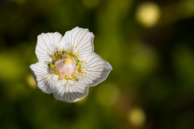 <i class='fa fa-user'></i>&nbsp;Willem Verhagen&nbsp;|  Parnassia&nbsp; <i class='fa fa-eye'>&nbsp;96</i> &nbsp;<i class='fa fa-thumbs-up'>&nbsp;3</i> &nbsp; <i class='fa fa-comment-o'>&nbsp;3</i>