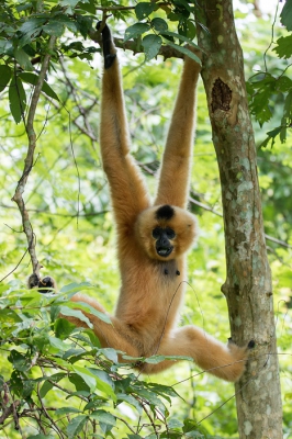 <i class='fa fa-user'></i>&nbsp;Schraven1986&nbsp;|  Goudwanggibbon&nbsp; <i class='fa fa-eye'>&nbsp;150</i> &nbsp;<i class='fa fa-thumbs-up'>&nbsp;1</i> &nbsp; <i class='fa fa-comment-o'>&nbsp;5</i>