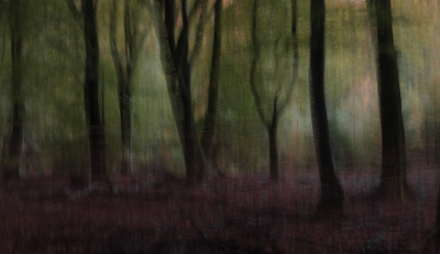 <i class='fa fa-user'></i>&nbsp;rvandijkzl&nbsp;|  Speulderbos&nbsp; <i class='fa fa-eye'>&nbsp;197</i> &nbsp; <i class='fa fa-comment-o'>&nbsp;7</i>