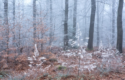 <i class='fa fa-user'></i>&nbsp;nelappelmelk&nbsp;|  Winterse speldenprik&nbsp; <i class='fa fa-eye'>&nbsp;190</i> &nbsp;<i class='fa fa-thumbs-up'>&nbsp;1</i> &nbsp; <i class='fa fa-comment-o'>&nbsp;5</i>
