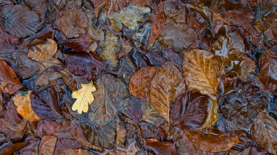 <i class='fa fa-user'></i>&nbsp;Johan van Gurp&nbsp;|  Natte herfst 3&nbsp; <i class='fa fa-eye'>&nbsp;124</i> &nbsp; <i class='fa fa-comment-o'>&nbsp;1</i>
