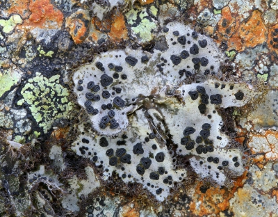 <i class='fa fa-user'></i>&nbsp;Robert Rodenburg&nbsp;|  Umbilicaria cylindrica&nbsp; <i class='fa fa-eye'>&nbsp;160</i> &nbsp;<i class='fa fa-thumbs-up'>&nbsp;2</i> &nbsp; <i class='fa fa-comment-o'>&nbsp;5</i>