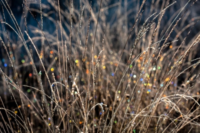 <i class='fa fa-user'></i>&nbsp;ep&nbsp;|  Rijp op het gras&nbsp; <i class='fa fa-eye'>&nbsp;116</i> &nbsp; <i class='fa fa-comment-o'>&nbsp;5</i>