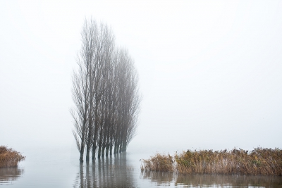 <i class='fa fa-user'></i>&nbsp;And&nbsp;|  Een rij populieren met de voetjes in het water&nbsp; <i class='fa fa-eye'>&nbsp;203</i> &nbsp;<i class='fa fa-thumbs-up'>&nbsp;4</i> &nbsp; <i class='fa fa-comment-o'>&nbsp;8</i>