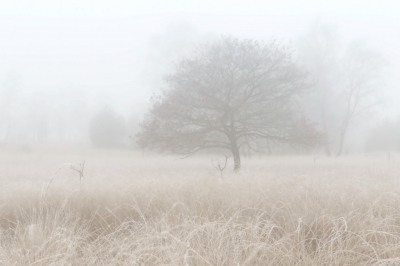 <i class='fa fa-user'></i>&nbsp;natuur(a)art&nbsp;|  Boom in de mist&nbsp; <i class='fa fa-eye'>&nbsp;150</i> &nbsp; <i class='fa fa-comment-o'>&nbsp;4</i>
