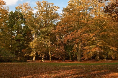 <i class='fa fa-user'></i>&nbsp;Hans Smink&nbsp;|  Herfsttinten in het beukenbos&nbsp; <i class='fa fa-eye'>&nbsp;121</i> &nbsp; <i class='fa fa-comment-o'>&nbsp;0</i>