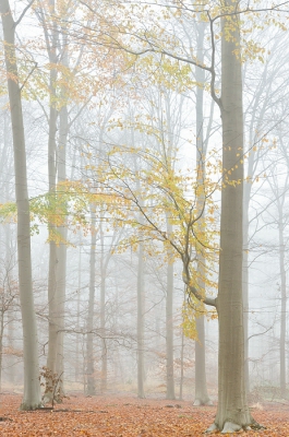 <i class='fa fa-user'></i>&nbsp;Johan van Gurp&nbsp;|  De laatste blaadjes in de mist&nbsp; <i class='fa fa-eye'>&nbsp;146</i> &nbsp;<i class='fa fa-thumbs-up'>&nbsp;1</i> &nbsp; <i class='fa fa-comment-o'>&nbsp;1</i>